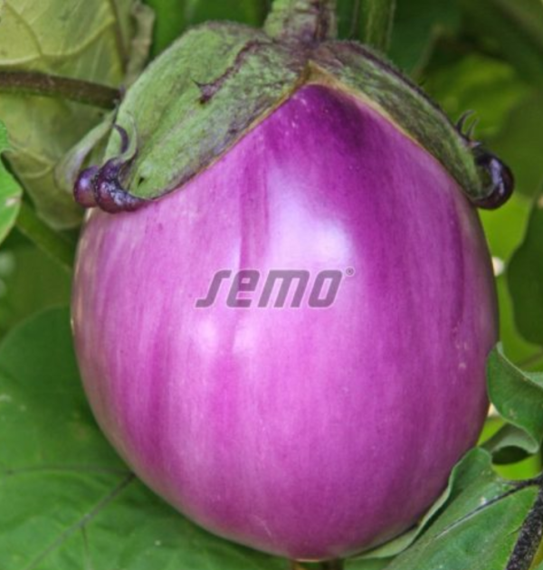 BE-02-F1