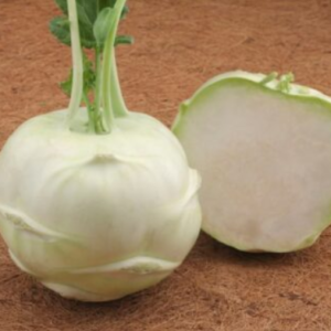 cembalo