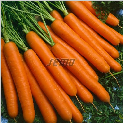 jarana