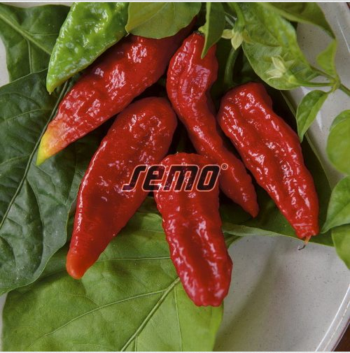 naga-morich