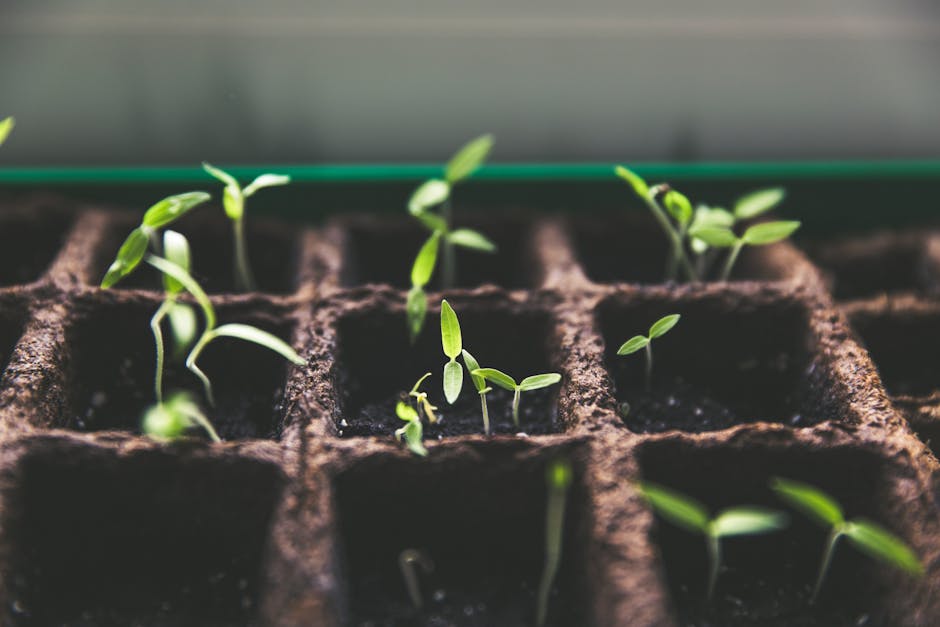 Free stock photo of agriculture, beginning, botanical