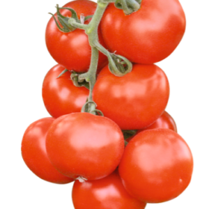 Tomat ABELLUS F1 100s