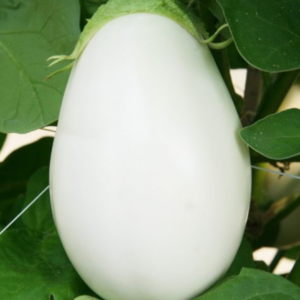 Baklazaan ALBIN F1 100s