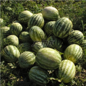 Arbuus CRIMSON SWEET 250s