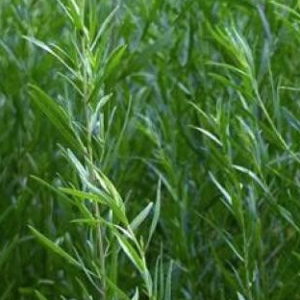 Estragonpuju TARRAGON / Artemisia dracunculus 30gr
