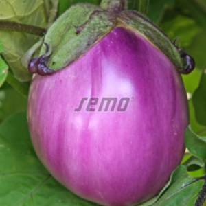 Baklažaan BE 02 F1  100s