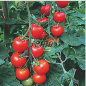 Kirsstomat BEJBINO F1 250s