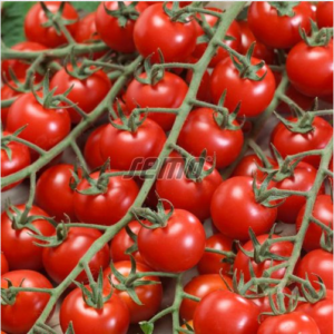 Kirsstomat BIBI 250s