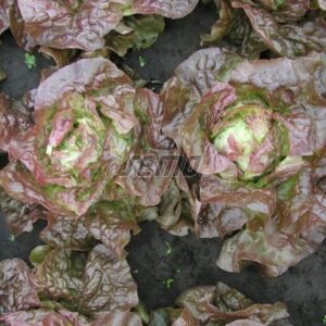 Võisalat CERVANEK 5000tks