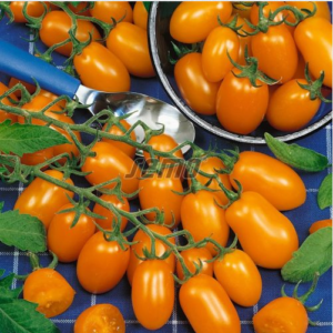 Kirsstomat DATLO 100s