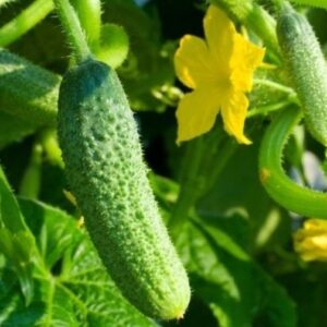 Lühike kurk / Cucumis sativus DIRIGENT RZ F1 1000s