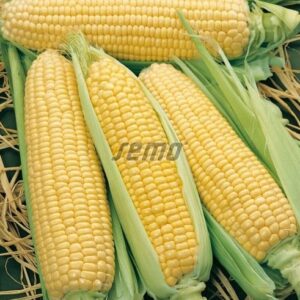 Magus mais ELAN F1 1kg