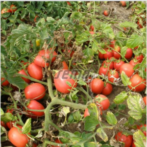 Põõsastomat 'ESKORT' 10 000s