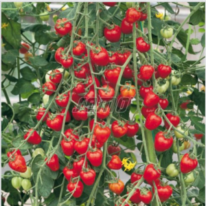 Kirsstomat JAHODO 250s