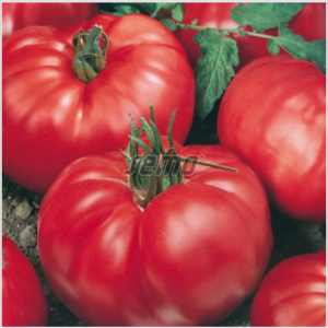 Tomat JERGUS F1 250s