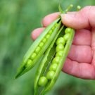 Herneseeme JOHAN 25kg (puhtimata)