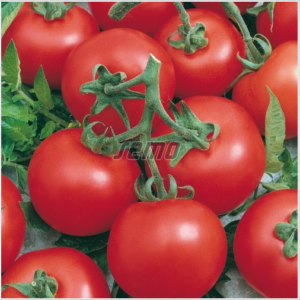 Tomat NIKI ZEL F1 250s