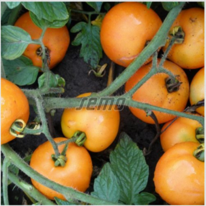 Põõsastomat ORANŽE 10 000s