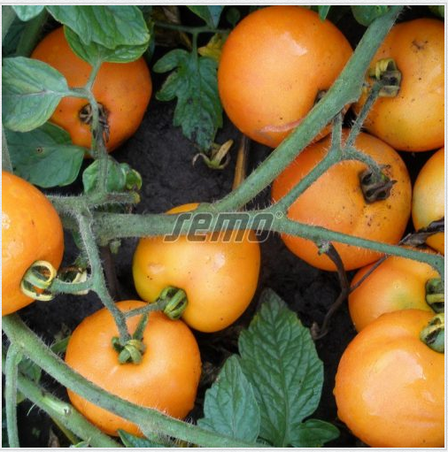 Põõsastomat ORANŽE 10 000s