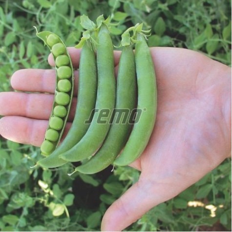 Herneseeme OSKAR 25kg (puhtimata)