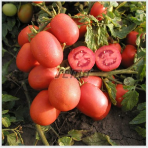 Põõsastomat ŠEJK 10 000s