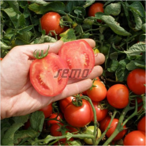 Põõsastomat SEMAPRIM F1 1000s