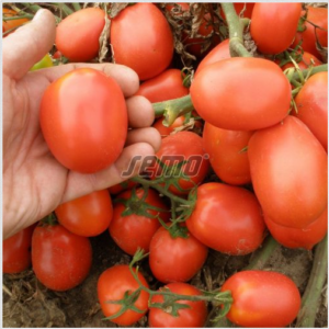 Põõsastomat SEMAROL 10 000s