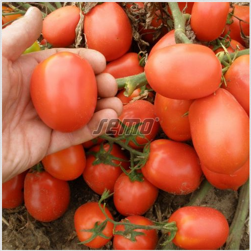 Põõsastomat SEMAROL 10 000s