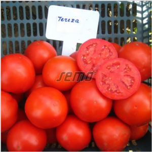 Põõsastomat TEREZA F1 1000s