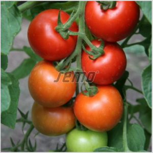 Tomat TIPO F1 250s