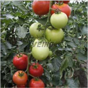 Tomat TORINO F1 250s