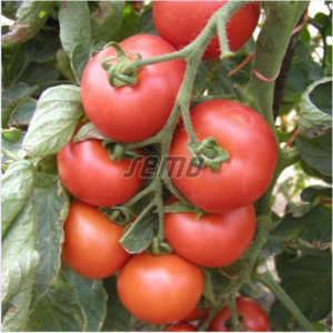 Tomat TORNADO F1 100s