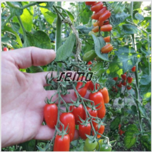 Kirsstomat VALDO 250s