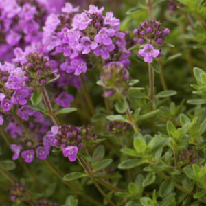 Aed-liivatee / Thymus vulgaris 50gr