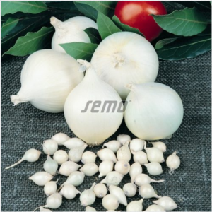 Sibul AGOSTANA  50 000s