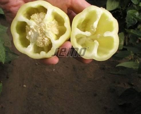 Magus paprika AMY 500s - Image 2