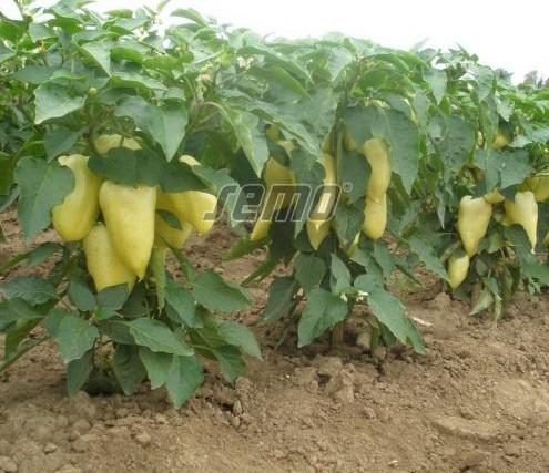 Magus paprika AMY 500s - Image 3