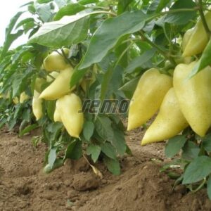 Magus paprika AMY 500s