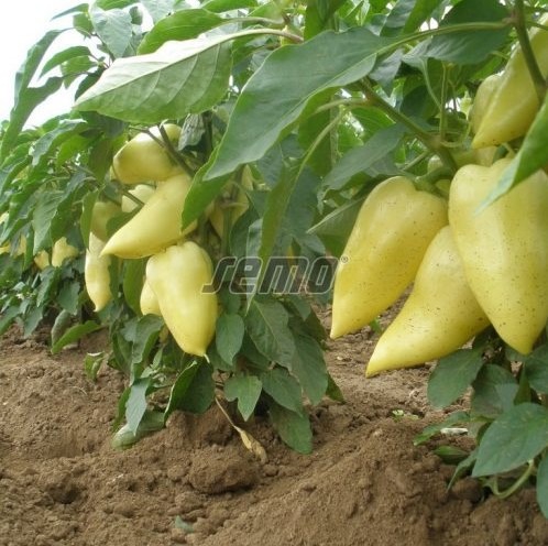 Magus paprika AMY 500s