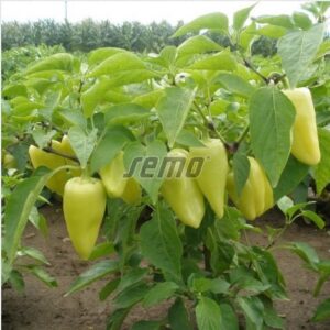 Magus paprika AMYKA F1 500s