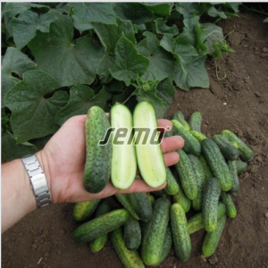 Lühike kurk / Cucumis sativus  ANYA F1 250s