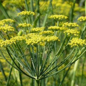 Harilik apteegitill / Foeniculum vulgare 300gr