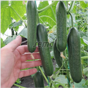 Lühike kurk / Cucumis sativus BABY F1 100s
