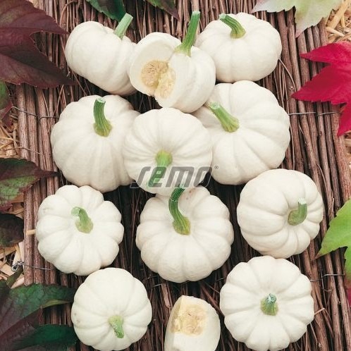 Dekoratiivkõrvits BABY BOO 20g