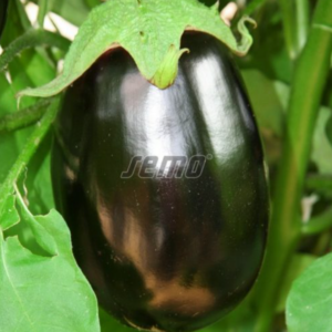 Baklazaan SE 02 F1 100s