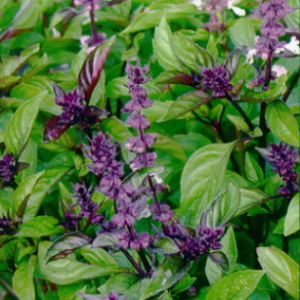 Vürtsbasiilik / Ocimum basilicum CINAMONETTE 100gr