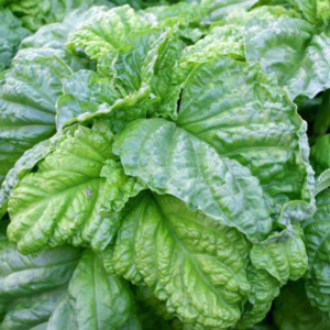 Vürtsbasiilik / Ocimum basilicum LETTUCE LEAF 300g