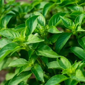 Vürtsbasiilik / Ocimum basilicum LIME 100gr