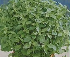 Vürtsbasiilik / Ocimum basilicum MANES 30gr