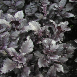 Vürtsbasiilik / Ocimum basilicum PURPLE OPAAL 100gr